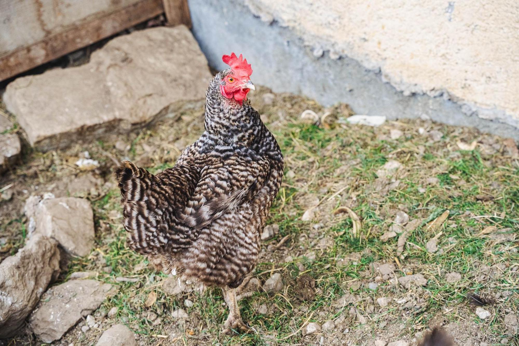 Elslerhof Διαμέρισμα Ντομπιάκο Εξωτερικό φωτογραφία